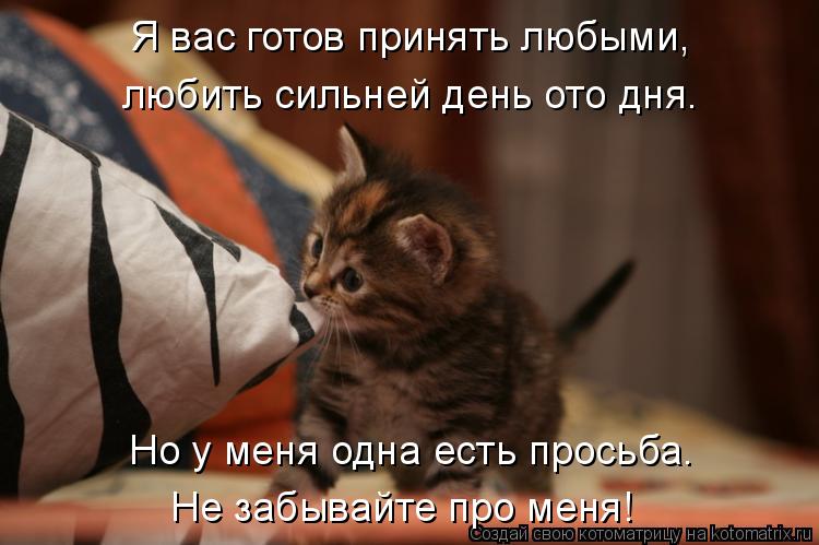 Котоматрица: Я вас готов принять любыми, любить сильней день ото дня. Но у меня одна есть просьба. Не забывайте про меня!