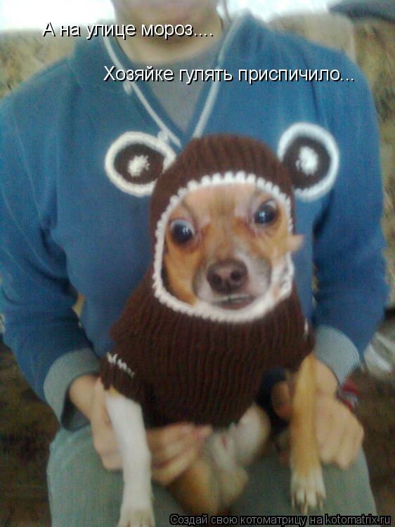 А на улице мороз.... Хозяйке гулять приспичило...... Котоматрица: А на улице мороз.... Хозяйке гулять приспичило...