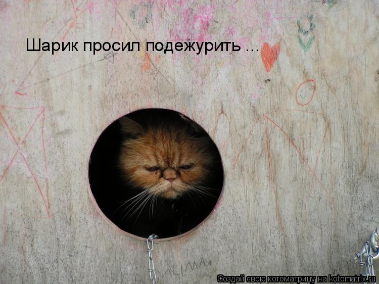 Шарик просил подежурить ...... Котоматрица: Шарик просил подежурить ...