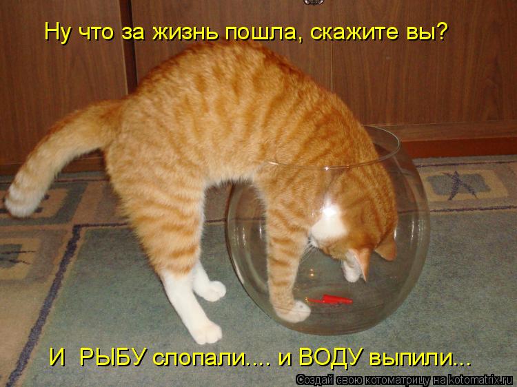 Ну что за жизнь пошла, скажите вы? И РЫБУ слопали.... и ВОДУ выпили...... Котоматрица: Ну что за жизнь пошла, скажите вы? И РЫБУ слопали.... и ВОДУ выпили...