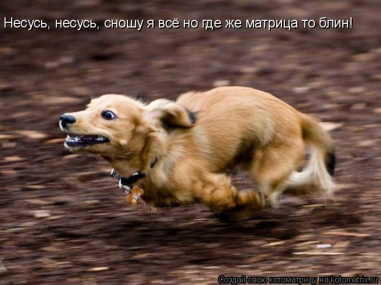 Несусь, несусь, сношу я всё но где же матрица то блин!... Котоматрица: Несусь, несусь, сношу я всё но где же матрица то блин!