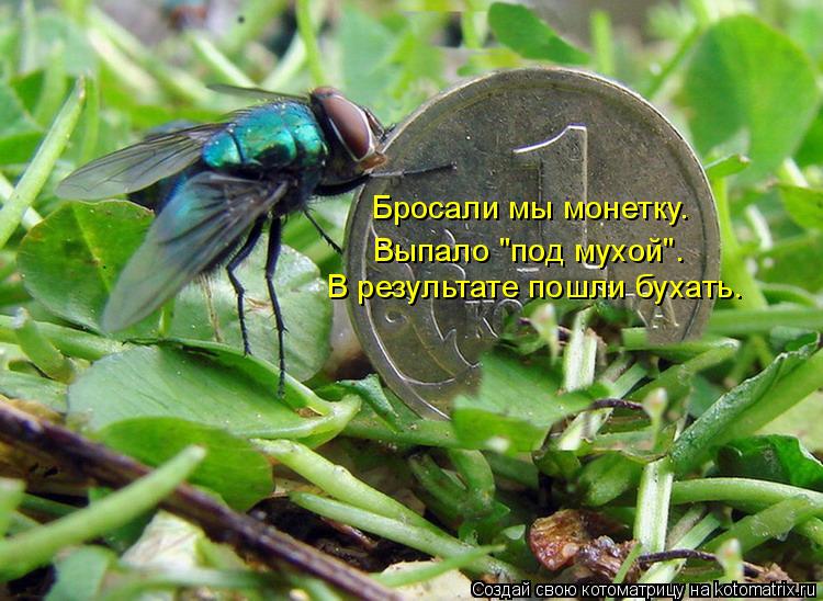 В результате пошли бухать. Бросали мы монетку. Выпало "под мухой".... Котоматрица: В результате пошли бухать. Бросали мы монетку. Выпало "под мухой".