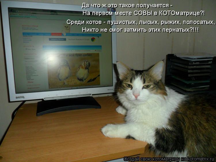 Да что ж это такое получается - На первом месте СОВЫ в КОТОматрице?! Среди котов - пушистых, лысых, р... Котоматрица: Да что ж это такое получается - На первом месте СОВЫ в КОТОматрице?! Среди котов - пушистых, лысых, рыжих, полосатых, Никто не смог затмить эти