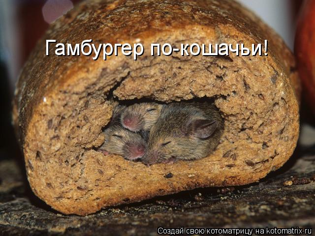 Гамбургер по-кошачьи!... Котоматрица: Гамбургер по-кошачьи!