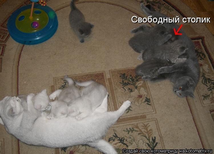Свободный столик... Котоматрица: Свободный столик