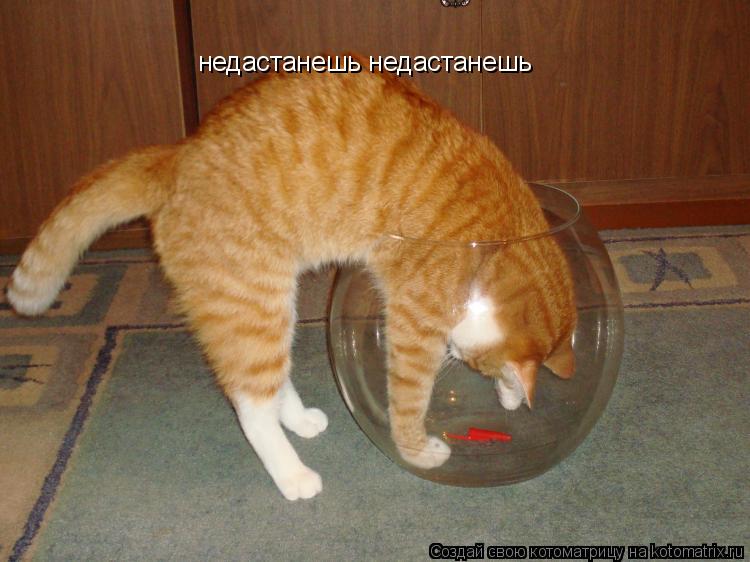 недастанешь недастанешь... Котоматрица: недастанешь недастанешь