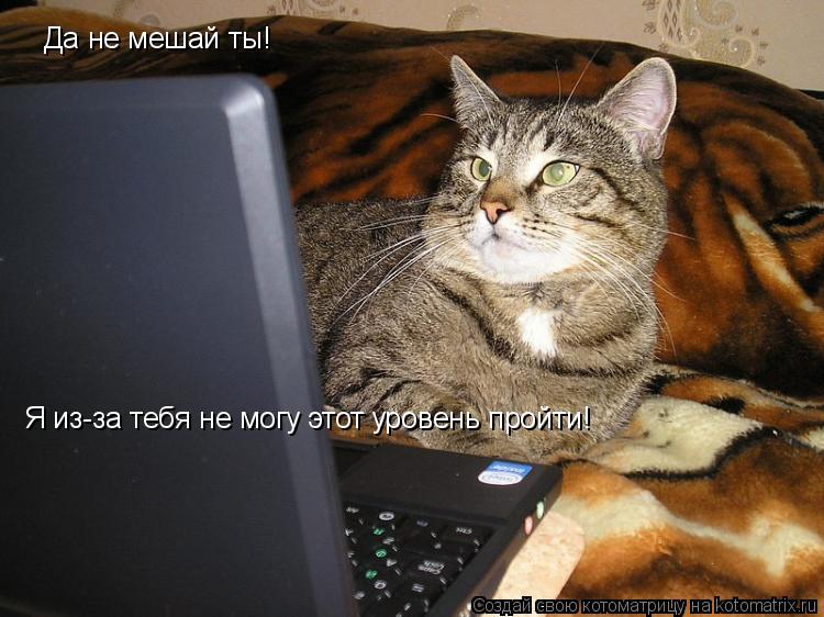 Да не мешай ты! Я из-за тебя не могу этот уровень пройти!... Котоматрица: Да не мешай ты! Я из-за тебя не могу этот уровень пройти!