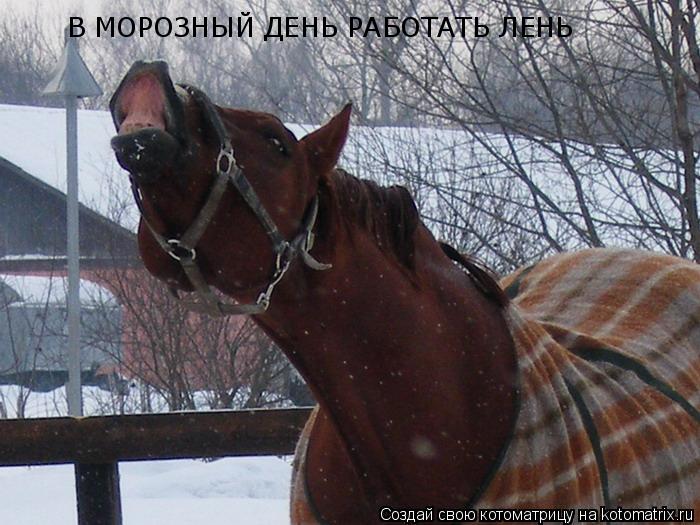 В МОРОЗНЫЙ ДЕНЬ РАБОТАТЬ ЛЕНЬ... Котоматрица: В МОРОЗНЫЙ ДЕНЬ РАБОТАТЬ ЛЕНЬ