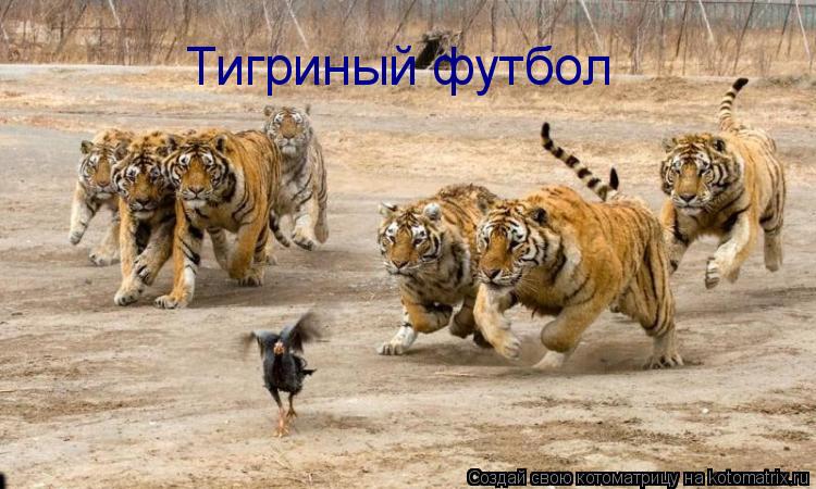 Тигриный футбол... Котоматрица: Тигриный футбол