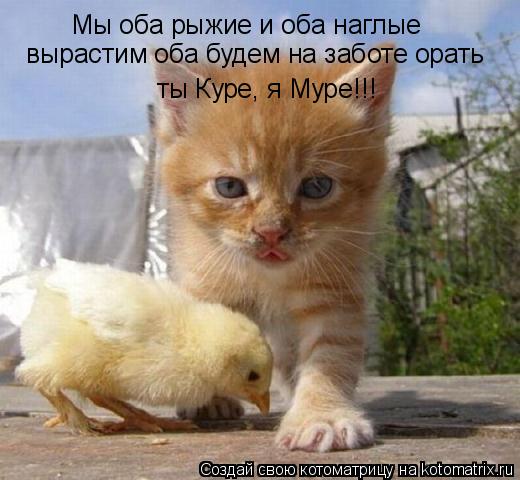 Мы оба рыжие и оба наглые вырастим оба будем на заботе орать ты Куре, я Муре!!!... Котоматрица: Мы оба рыжие и оба наглые вырастим оба будем на заботе орать ты Куре, я Муре!!!