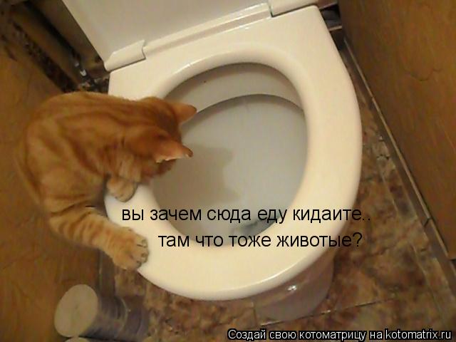 вы зачем сюда еду кидаите.. там что тоже животые?... Котоматрица: вы зачем сюда еду кидаите.. там что тоже животые?