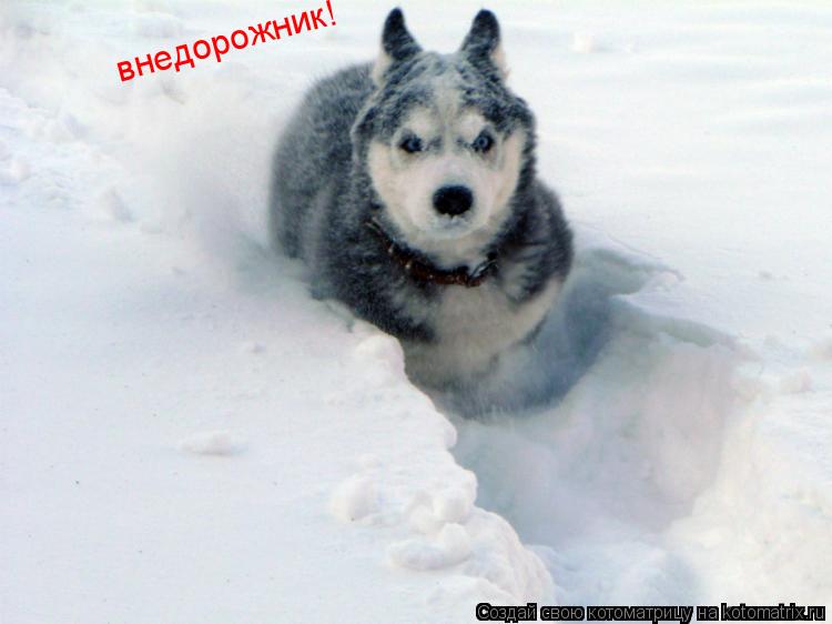 внедорожник!... Котоматрица: внедорожник!