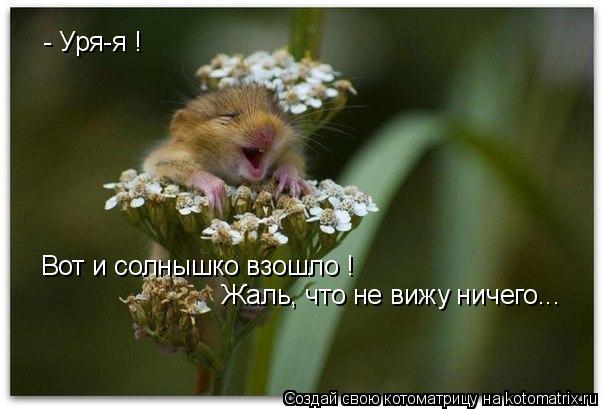 - Уря-я ! Вот и солнышко взошло ! Жаль, что не вижу ничего...... Котоматрица: - Уря-я ! Вот и солнышко взошло ! Жаль, что не вижу ничего...