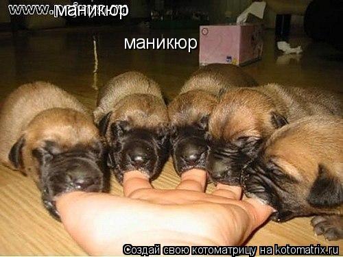 маникюр маникюр... Котоматрица: маникюр маникюр