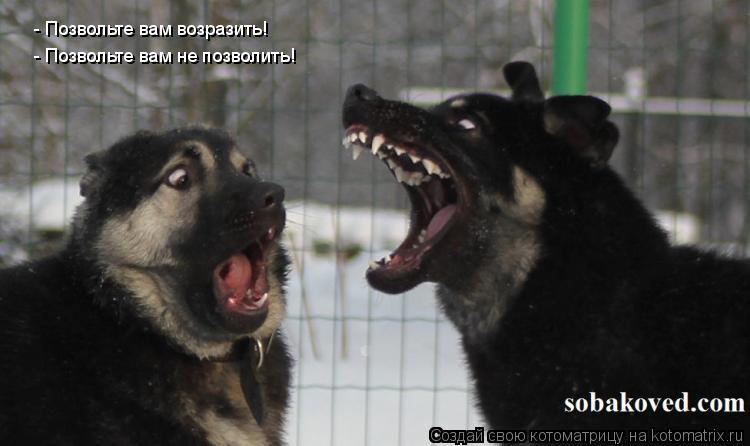 - Позвольте вам возразить! - Позвольте вам не позволить!... Котоматрица: - Позвольте вам возразить! - Позвольте вам не позволить!