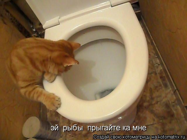 эй рыбы прыгайте ка мне... Котоматрица: эй рыбы прыгайте ка мне