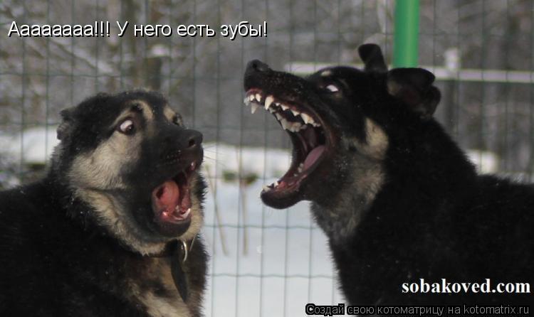 Аааааааа!!! У него есть зубы!... Котоматрица: Аааааааа!!! У него есть зубы!