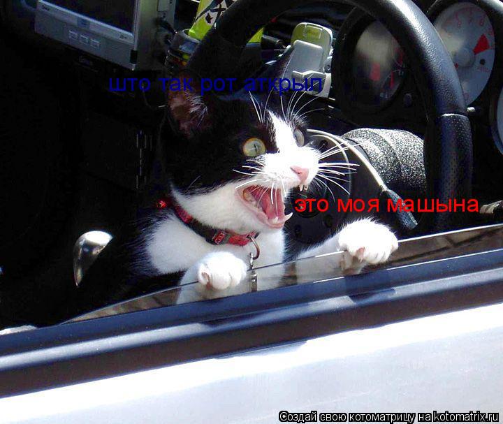 што так рот аткрыл это моя машына... Котоматрица: што так рот аткрыл это моя машына