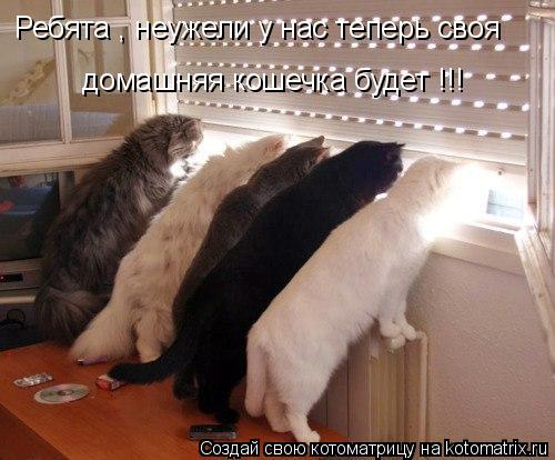Ребята , неужели у нас теперь своя домашняя кошечка будет !!!... Котоматрица: Ребята , неужели у нас теперь своя домашняя кошечка будет !!!