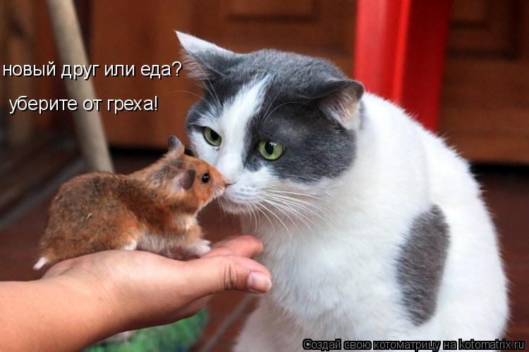 новый друг или еда? уберите от греха!... Котоматрица: новый друг или еда? уберите от греха!