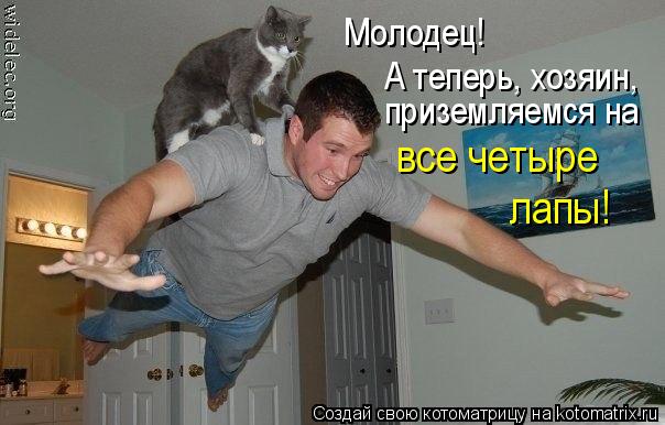 Молодец! А теперь, хозяин, приземляемся на все четыре лапы!... Котоматрица: Молодец! А теперь, хозяин, приземляемся на все четыре лапы!