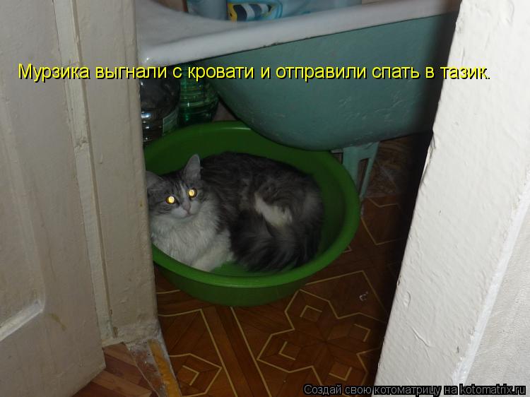 Котоматрица: Мурзика выгнали с кровати и отправили спать в тазик.