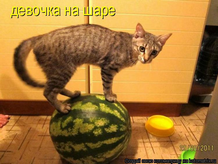Котоматрица: девочка на шаре