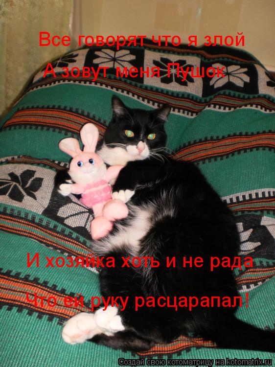 Котоматрица: Все говорят что я злой Все говорят что я злой А зовут меня Пушок И хозяйка хоть и не рада Что ей руку расцарапал!
