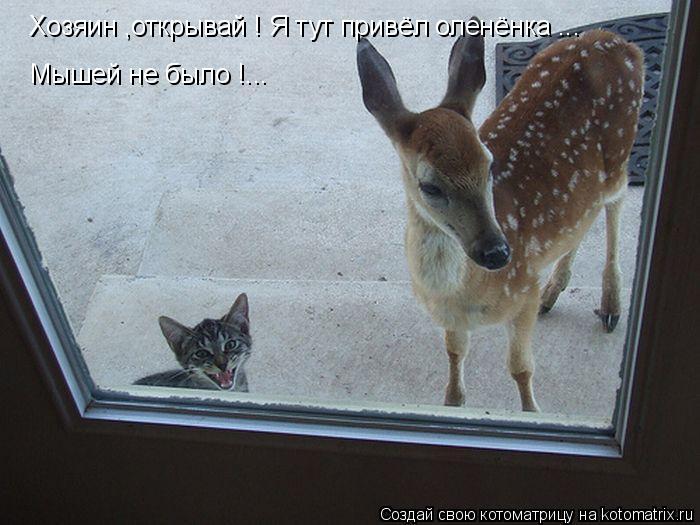 Котоматрица: Хозяин ,открывай ! Я тут привёл оленёнка ... Мышей не было !...