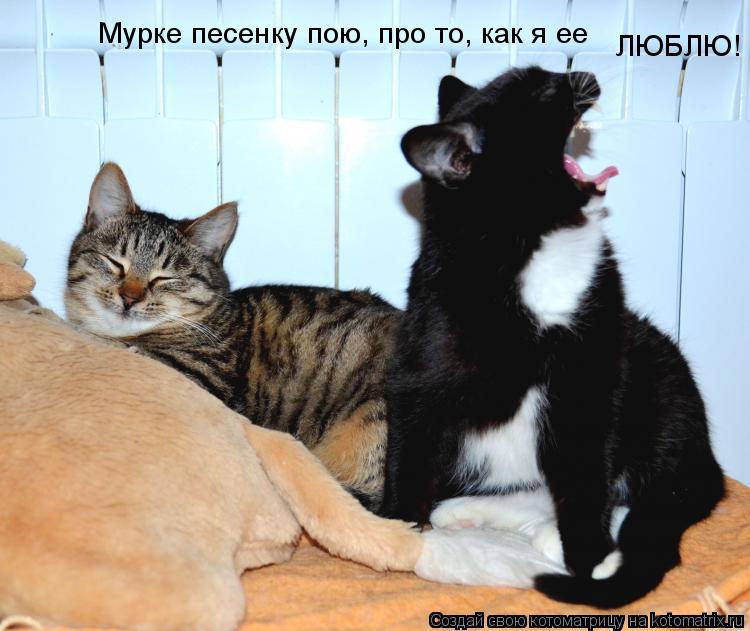 Котоматрица: Мурке песенку пою, про то, как я ее ЛЮБЛЮ!