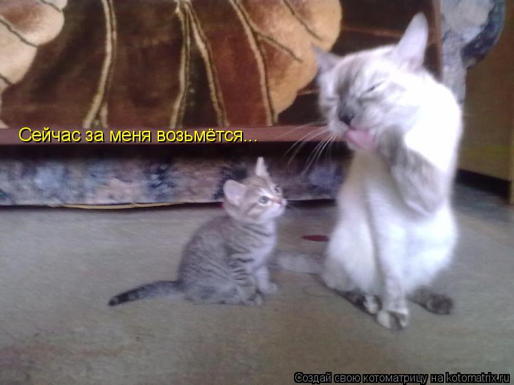 Котоматрица: Сейчас за меня возьмётся...