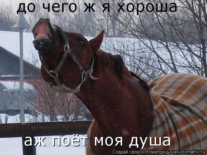 Котоматрица: до чего ж я хороша  аж поёт моя душа