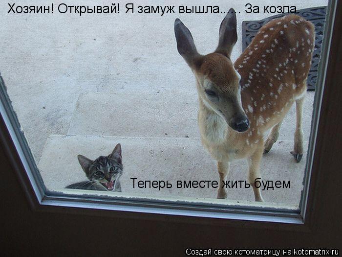Котоматрица: Хозяин! Открывай! Я замуж вышла...... За козла. Теперь вместе жить будем