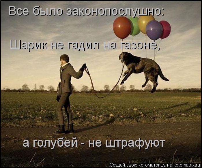 Котоматрица: Все было законопослушно:  Шарик не гадил на газоне, а голубей - не штрафуют