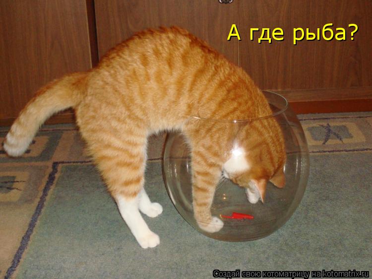 Котоматрица: А где рыба?