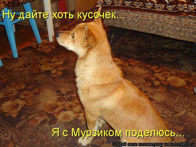 Котоматрица: Ну дайте хоть кусочек... Я с Мурзиком поделюсь...