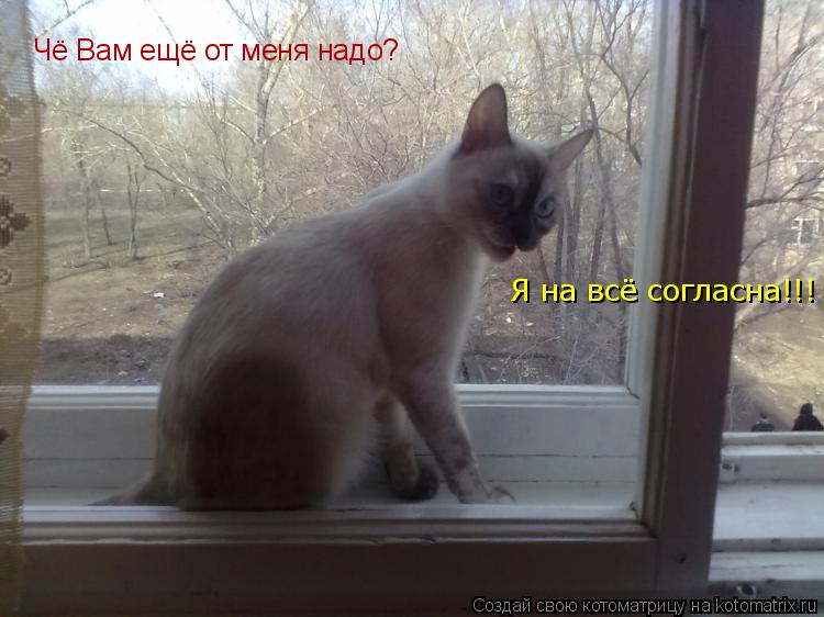 Котоматрица: Чё Вам ещё от меня надо? Я на всё согласна!!!