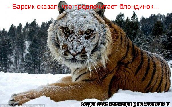 Котоматрица: - Барсик сказал, что предпочитает блондинок...