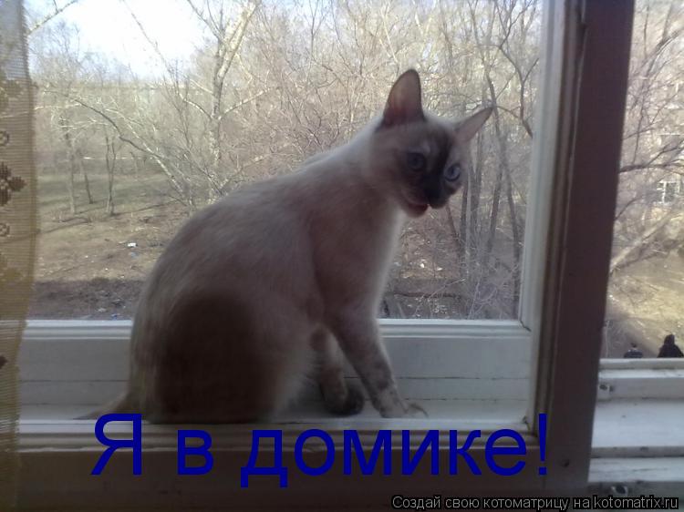 Котоматрица: Я в домике!