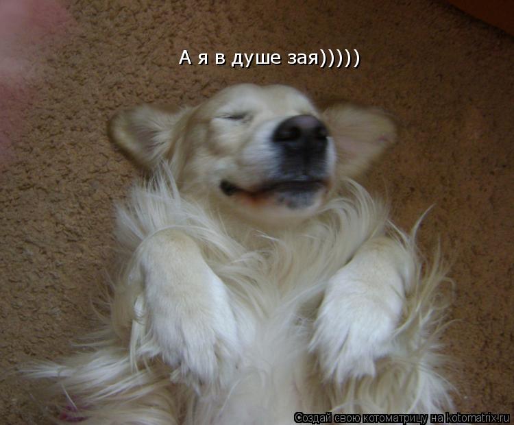 Котоматрица: А я в душе зая)))))