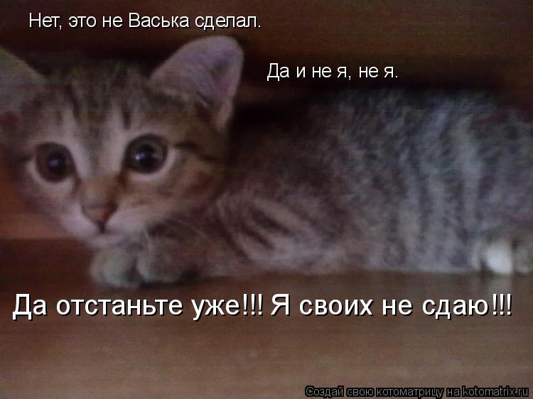 Котоматрица: Нет, это не Васька сделал. Да и не я, не я. Да отстаньте уже!!! Я своих не сдаю!!!