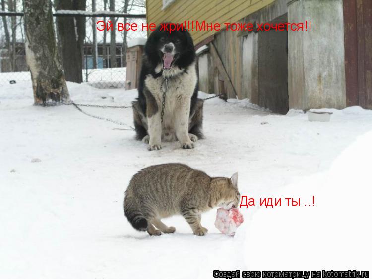 Котоматрица: Эй все не жри!!! Да иди ты ..! Да иди ты ..! Эй все не жри!!!Мне тоже хочется!!