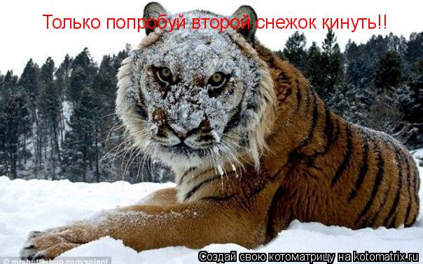 Котоматрица: Только попробуй второй снежок кинуть!!