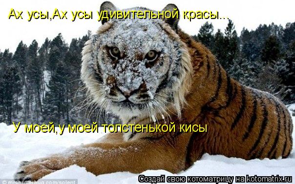Котоматрица: Ах усы,Ах усы удивительной красы... У моей,у моей толстенькой кисы