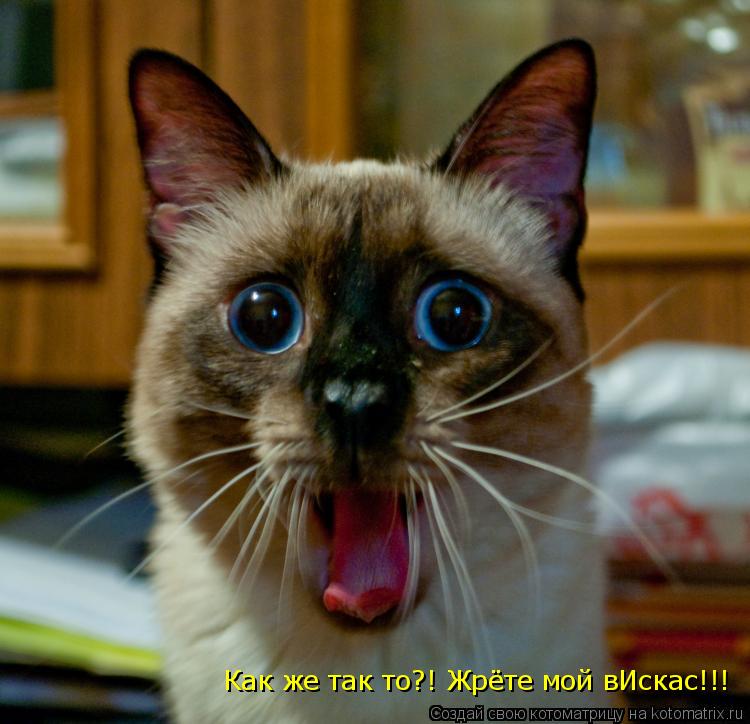 Котоматрица: Как же так то?! Жрёте мой вИскас!!!