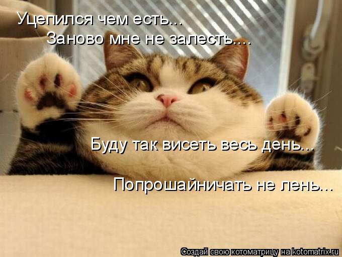 Котоматрица: Уцепился чем есть... Заново мне не залесть.... Буду так висеть весь день... Попрошайничать не лень...