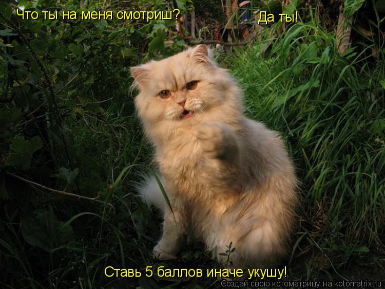 Котоматрица: Что ты на меня смотриш? Да ты! Ставь 5 баллов иначе укушу!