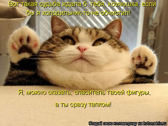 Котоматрица: Вот такая судьба ждала б  тебя, хозяюшка, если  бы я холодильник-то не обчистил! Я, можно сказать, спаситель твоей фигуры, а ты сразу тапком!