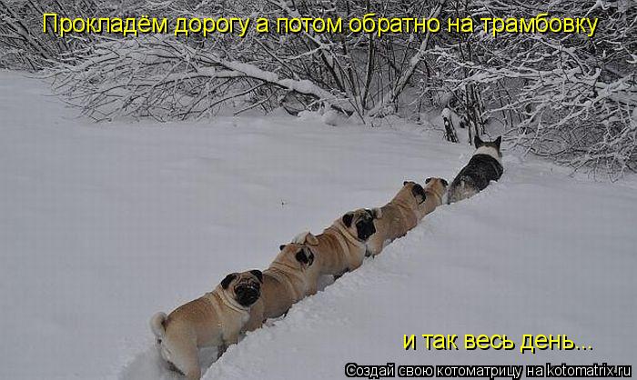 Котоматрица: Прокладём дорогу а потом обратно на трамбовку и так весь день...