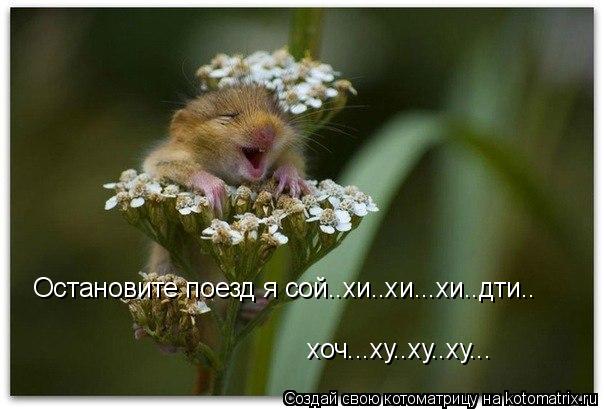 Котоматрица: Остановите поезд я сой..хи..хи...хи..дти.. хоч...ху..ху..ху...